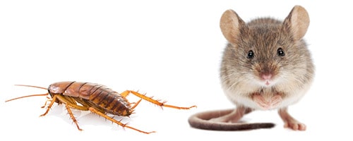 Our Commercial Pest Control Services