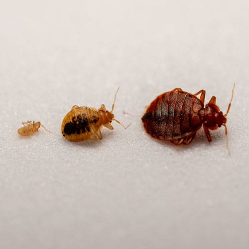 Pest Control for Bed Bugs