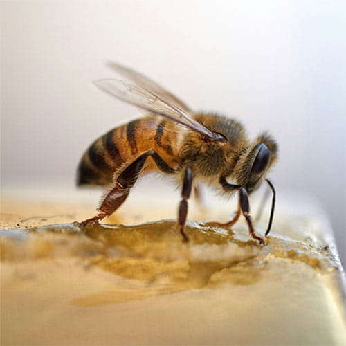 Pest Control for Bees