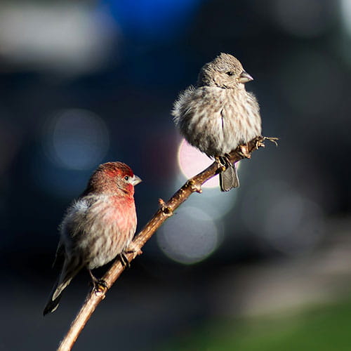 Pest Control for Birds
