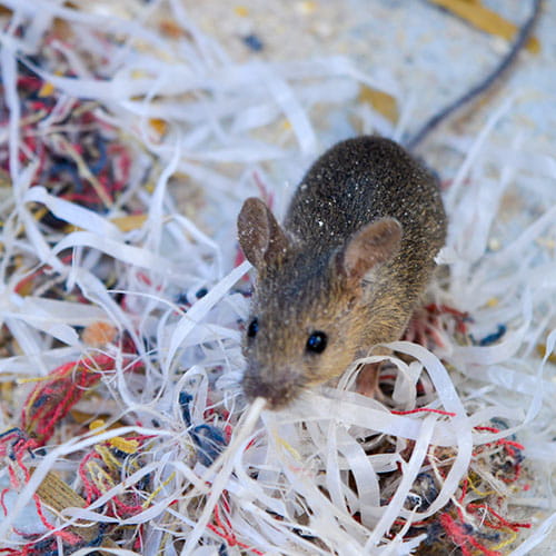 Pest damage in attic insulation