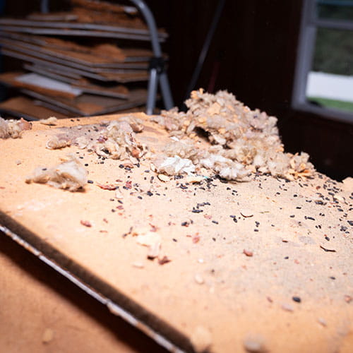 Get rid of insulation pests