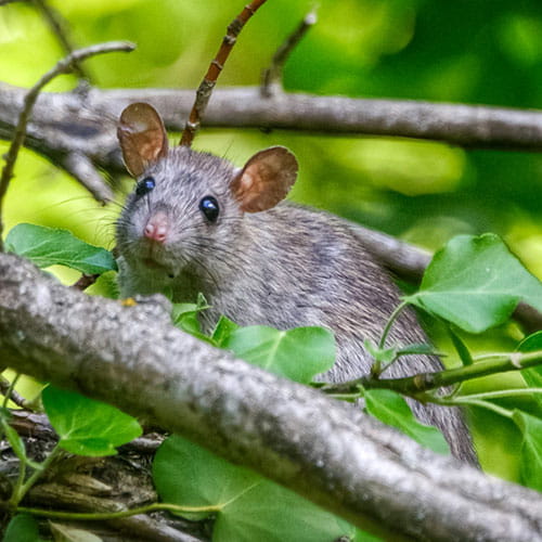 Pest Control for Mice