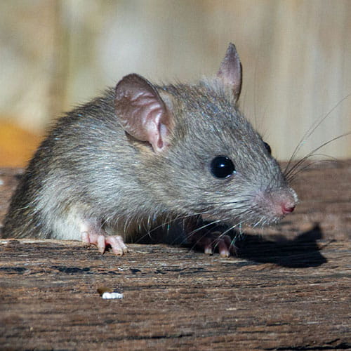 Get rid of mice and rodents with PestAway