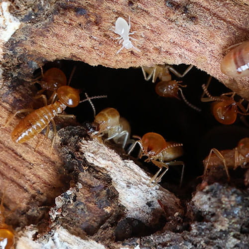 PestAway Termite and other Pests Control Service