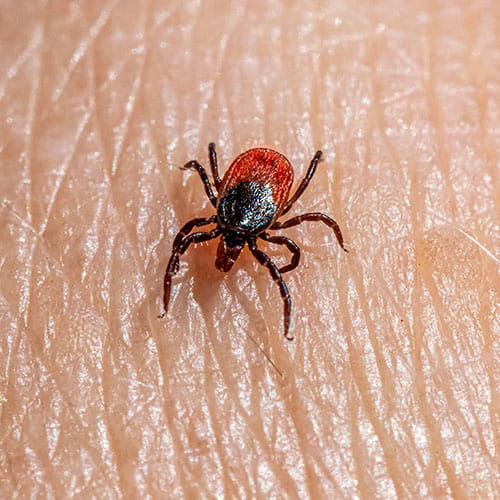 Get rid of ticks with PestAway