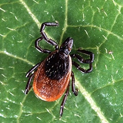 Deer ticks and why you should be concerned