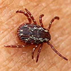 American Dog Tick male